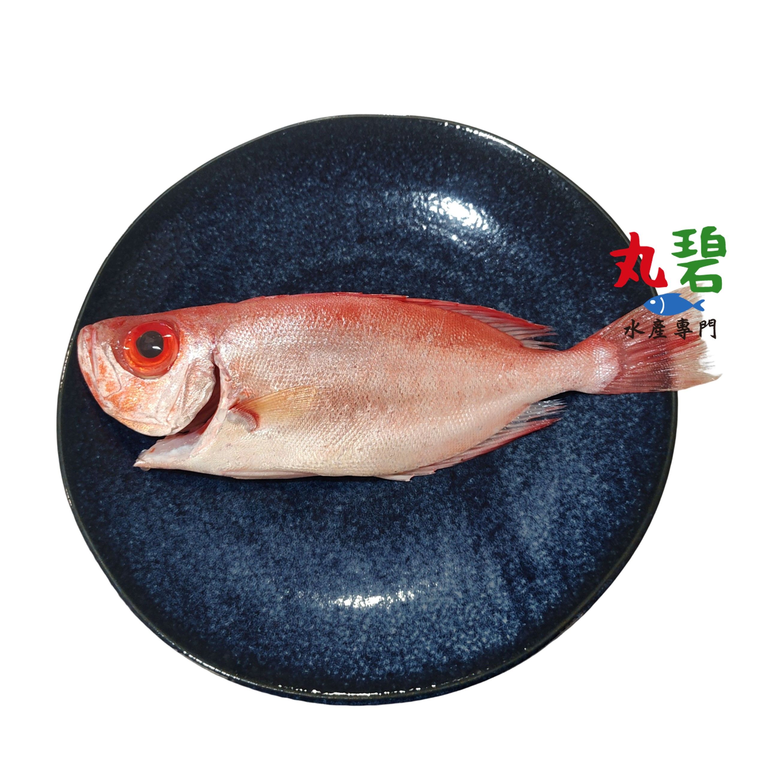 [丸碧水產專門] 紅目鰱 台灣 紅目連 赤目 野生 海魚
