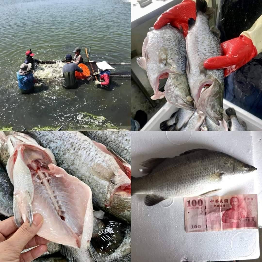 東石現撈金目鱸魚🐟