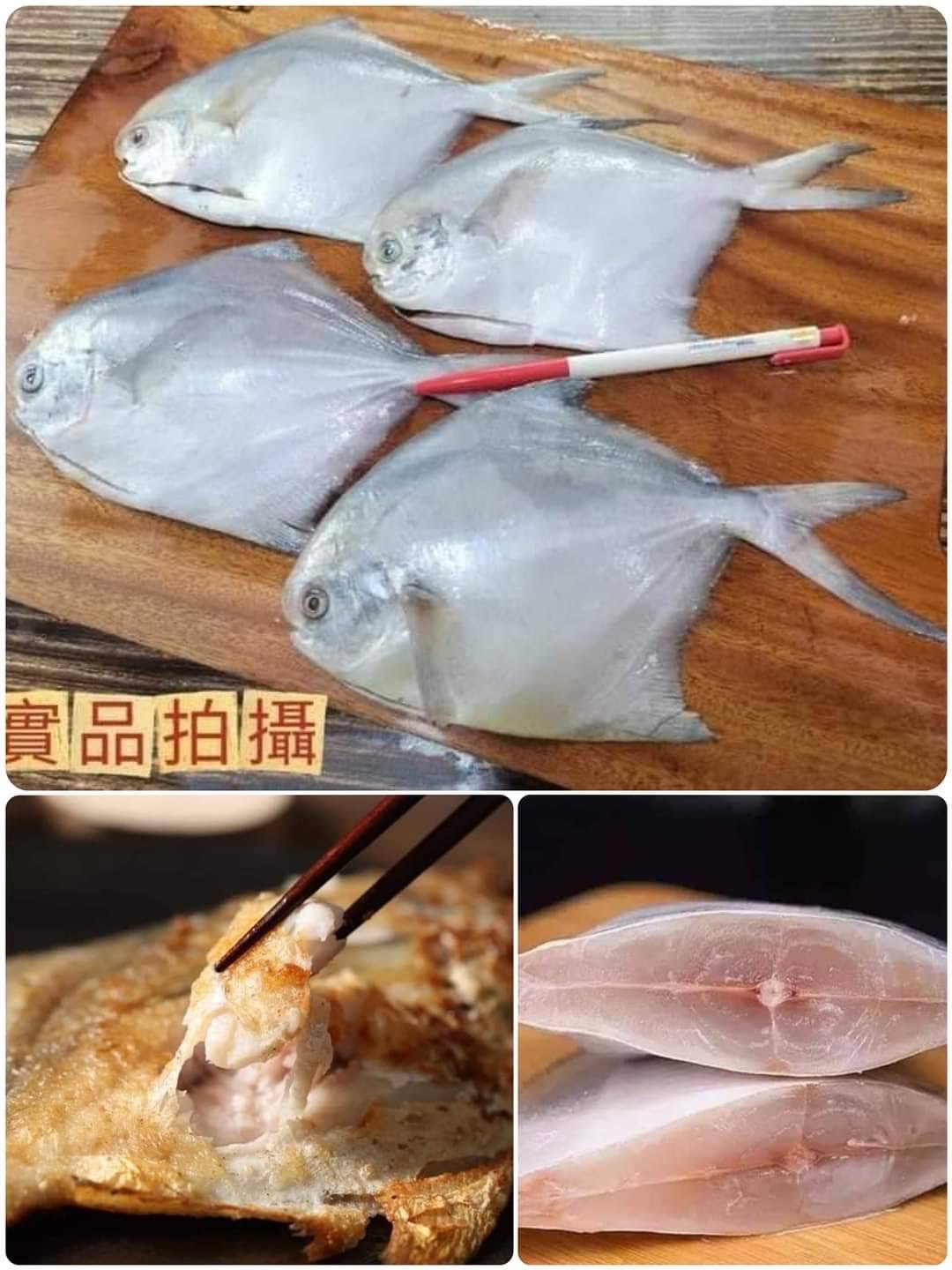 台灣野生白鯧🐟