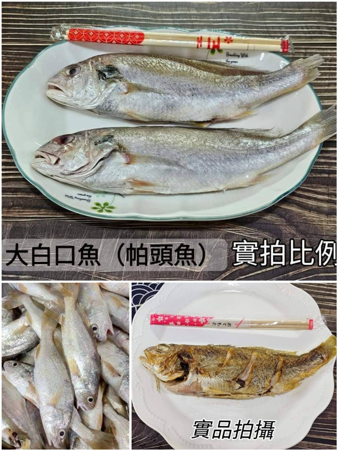大帕頭魚（白口魚）
