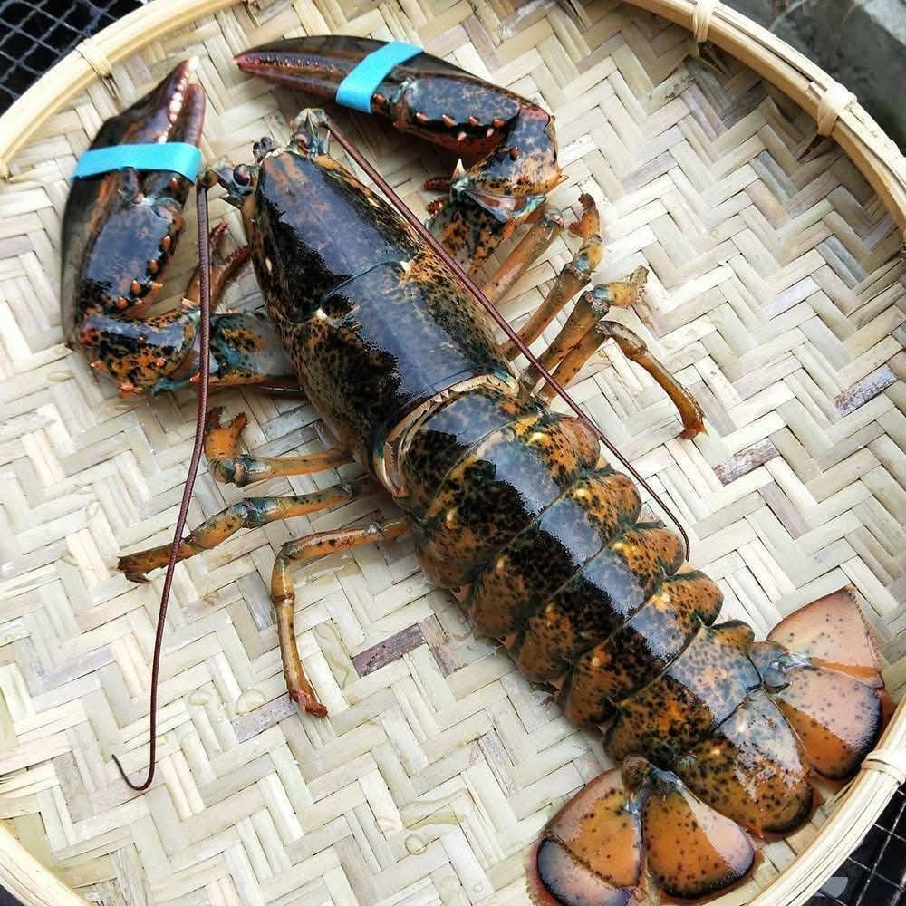 母親節限定🦞#波士頓活龍蝦🦞（先活凍再寄出）【5/11寄出】