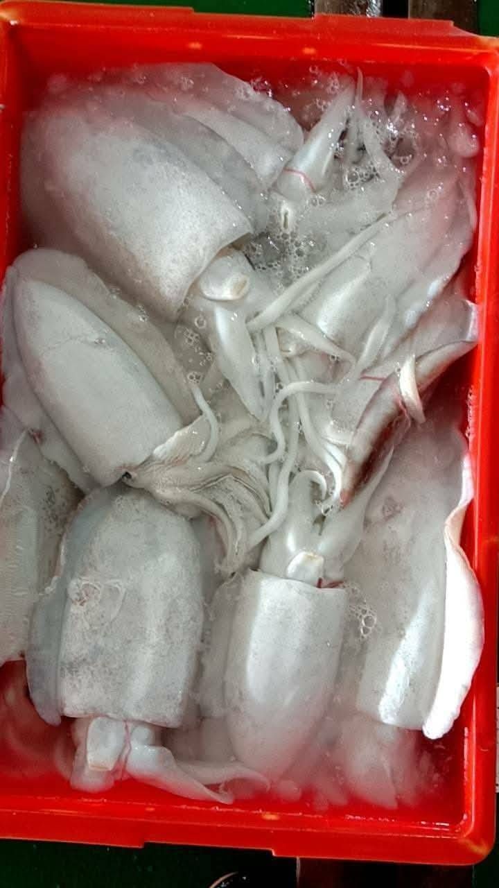 現撈東石花枝