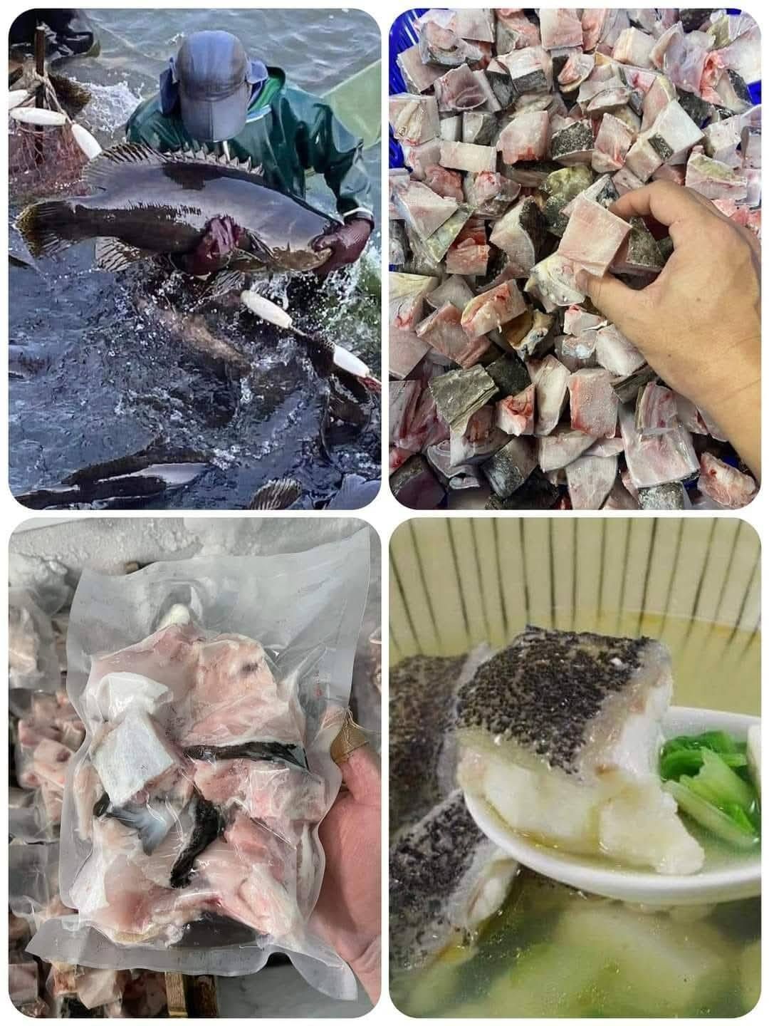 超大龍膽石斑魚頭切塊【6/29寄出】
