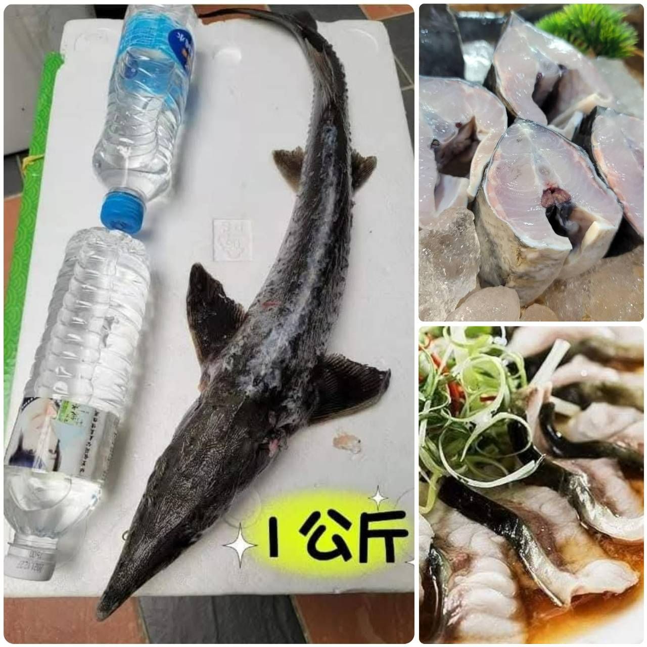 🐬宜蘭高山現流鱘龍魚🐬