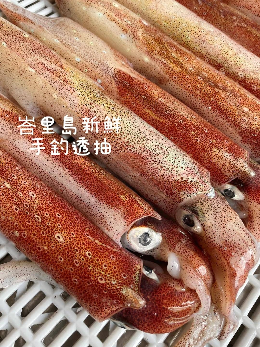 🦑峇里島手釣透抽