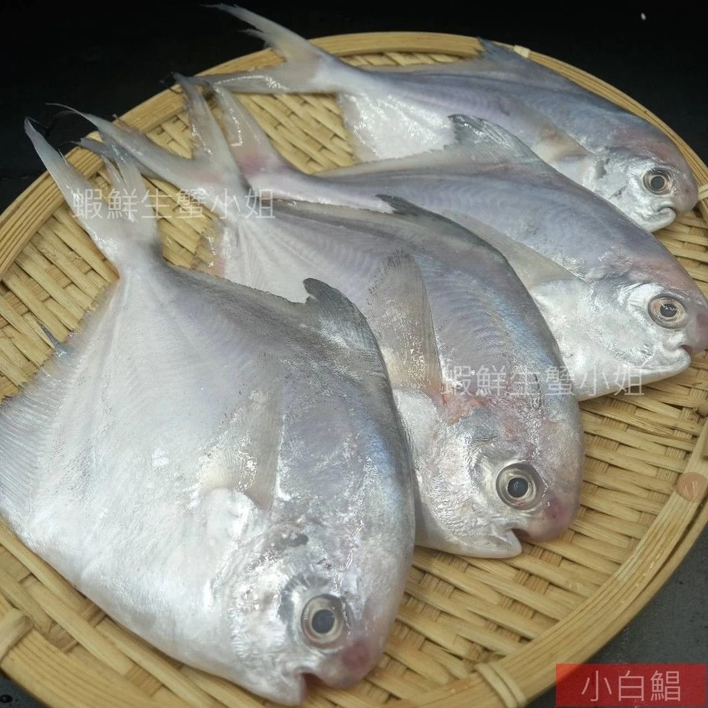鮮凍白鯧魚