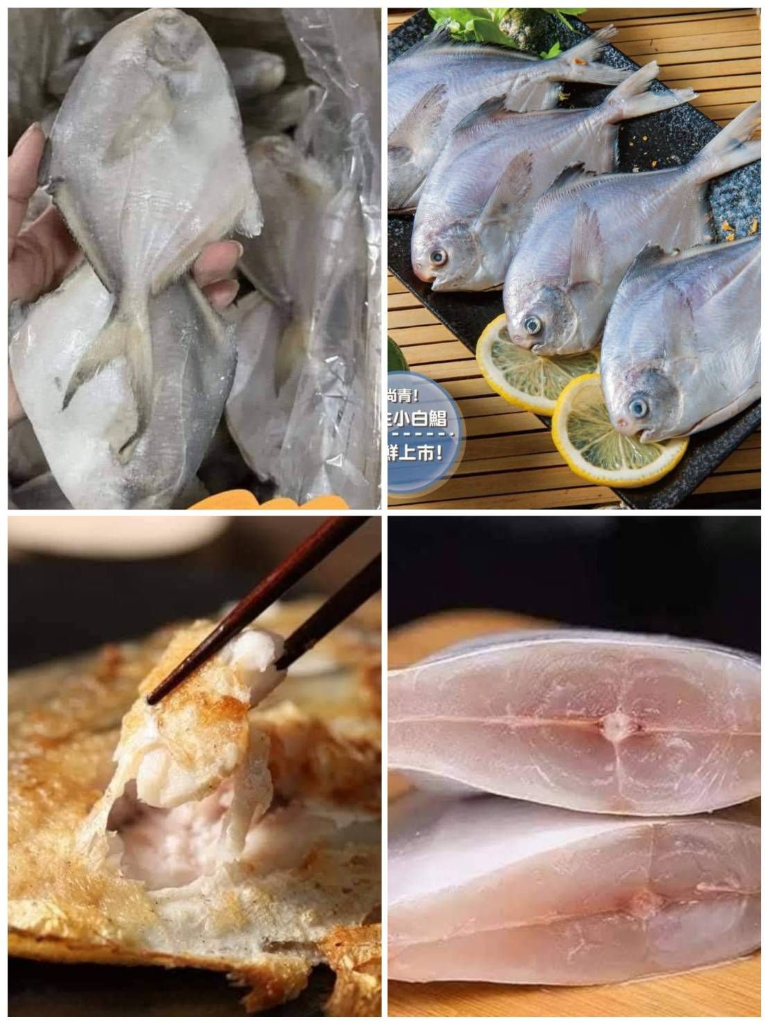 鮮凍白鯧魚（3/22寄出）