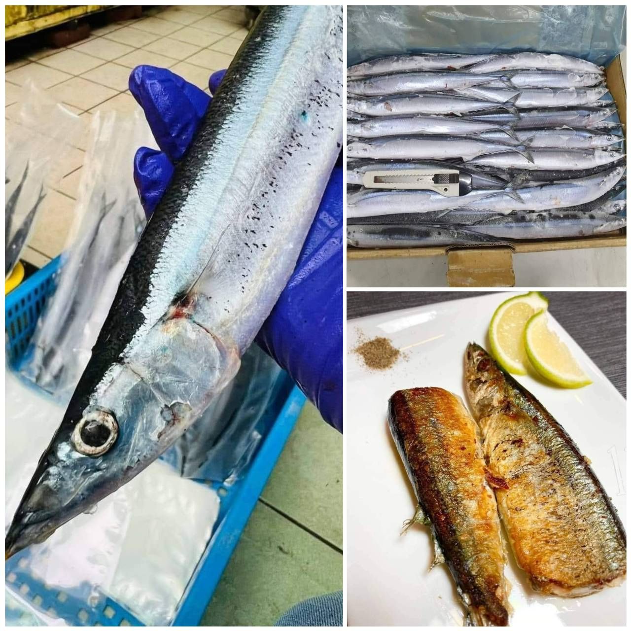 特級1號肥厚秋刀魚