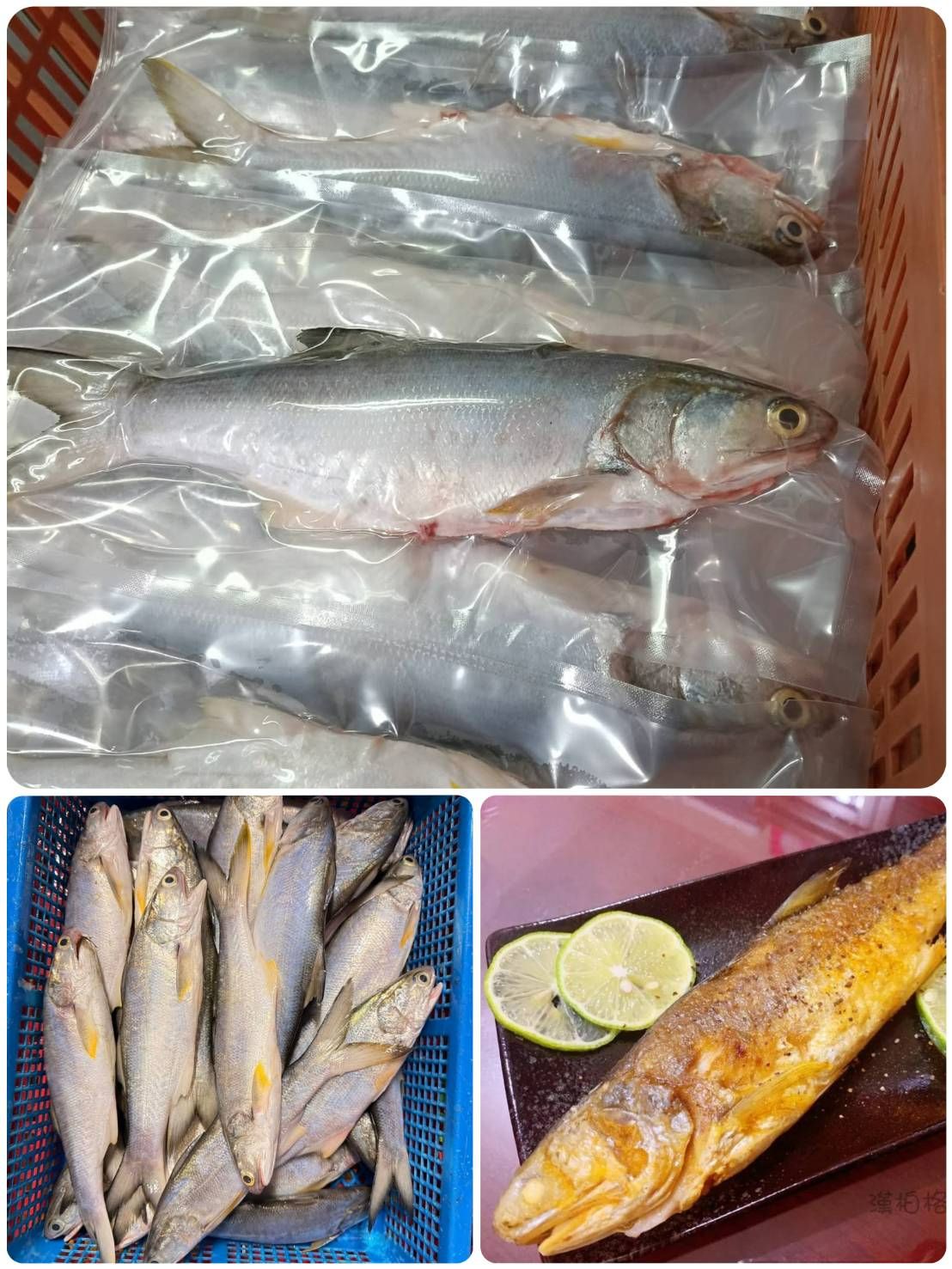 屏東現流鮮凍午仔魚