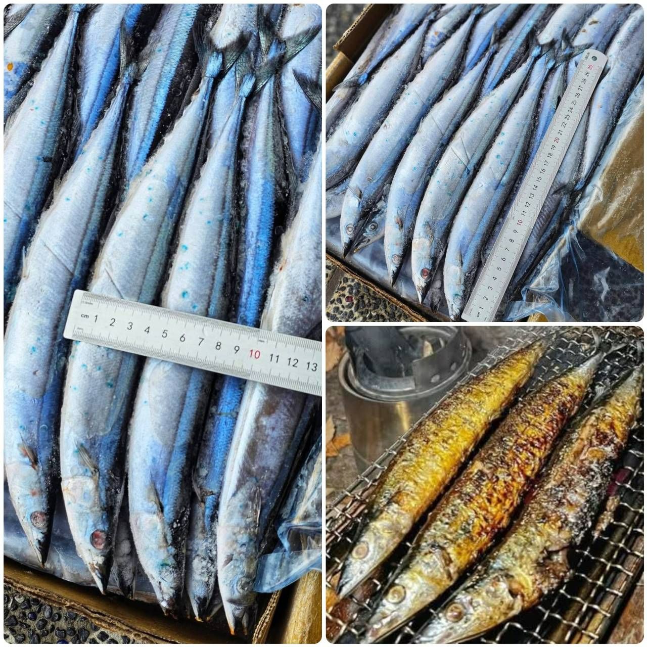 特大號秋刀魚