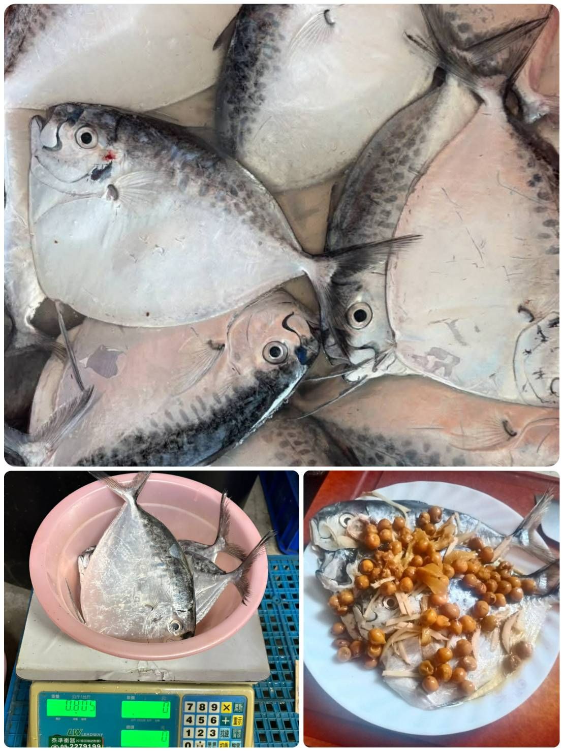 東石新鮮現撈大飛刀魚