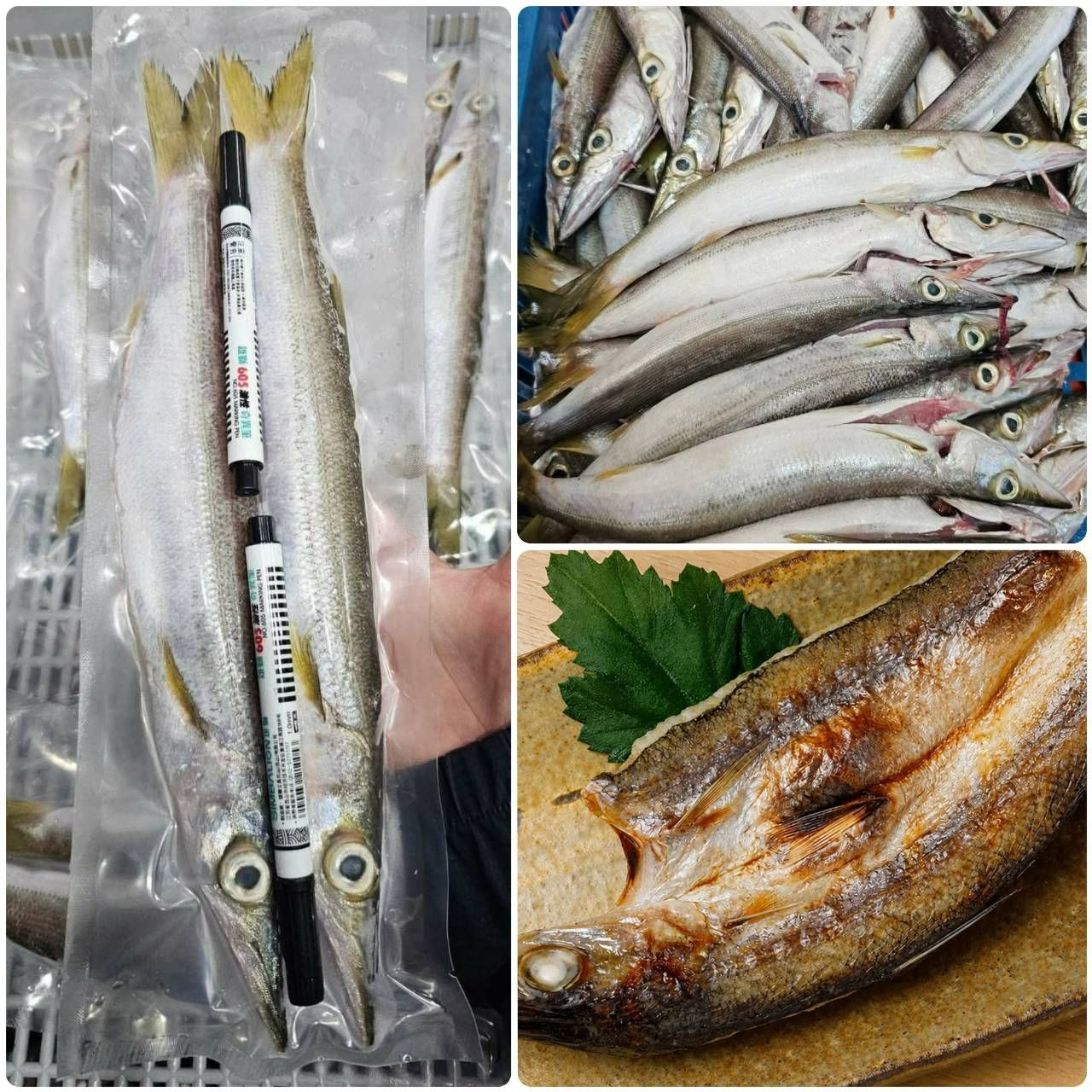 澎湖現流尖梭魚