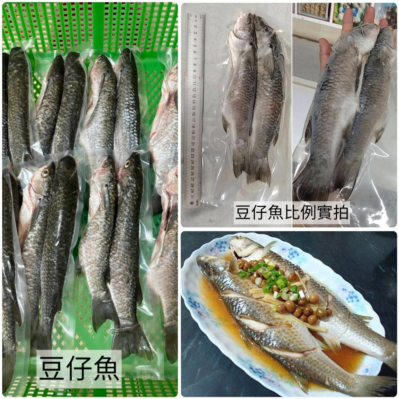 #澎湖手釣豆仔魚🍃