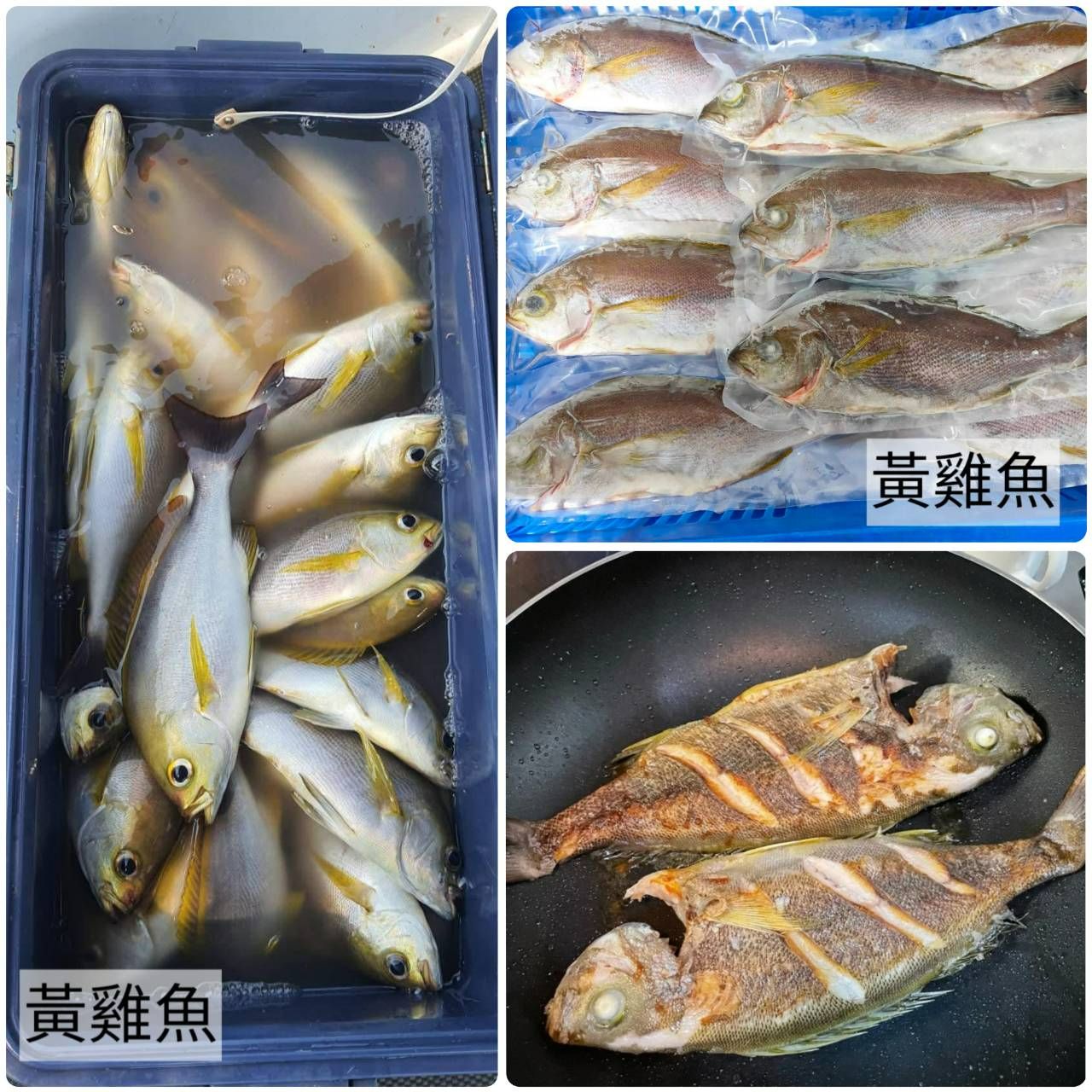 澎湖手釣黃雞魚🐟