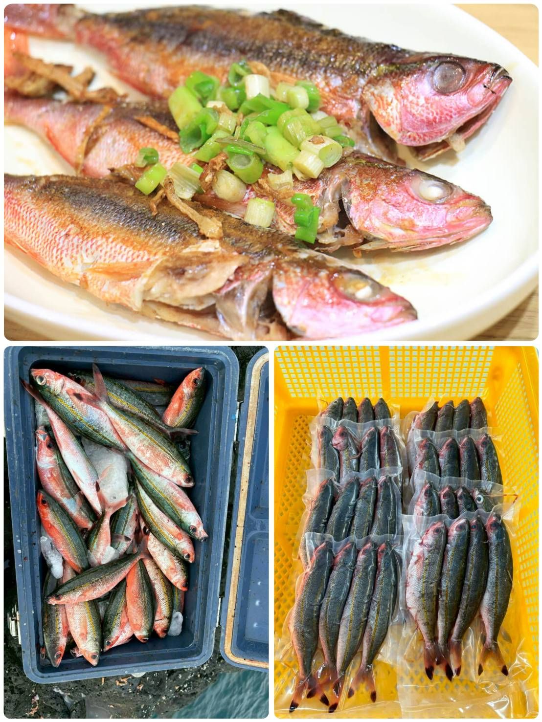 澎湖野生手釣紅尾冬