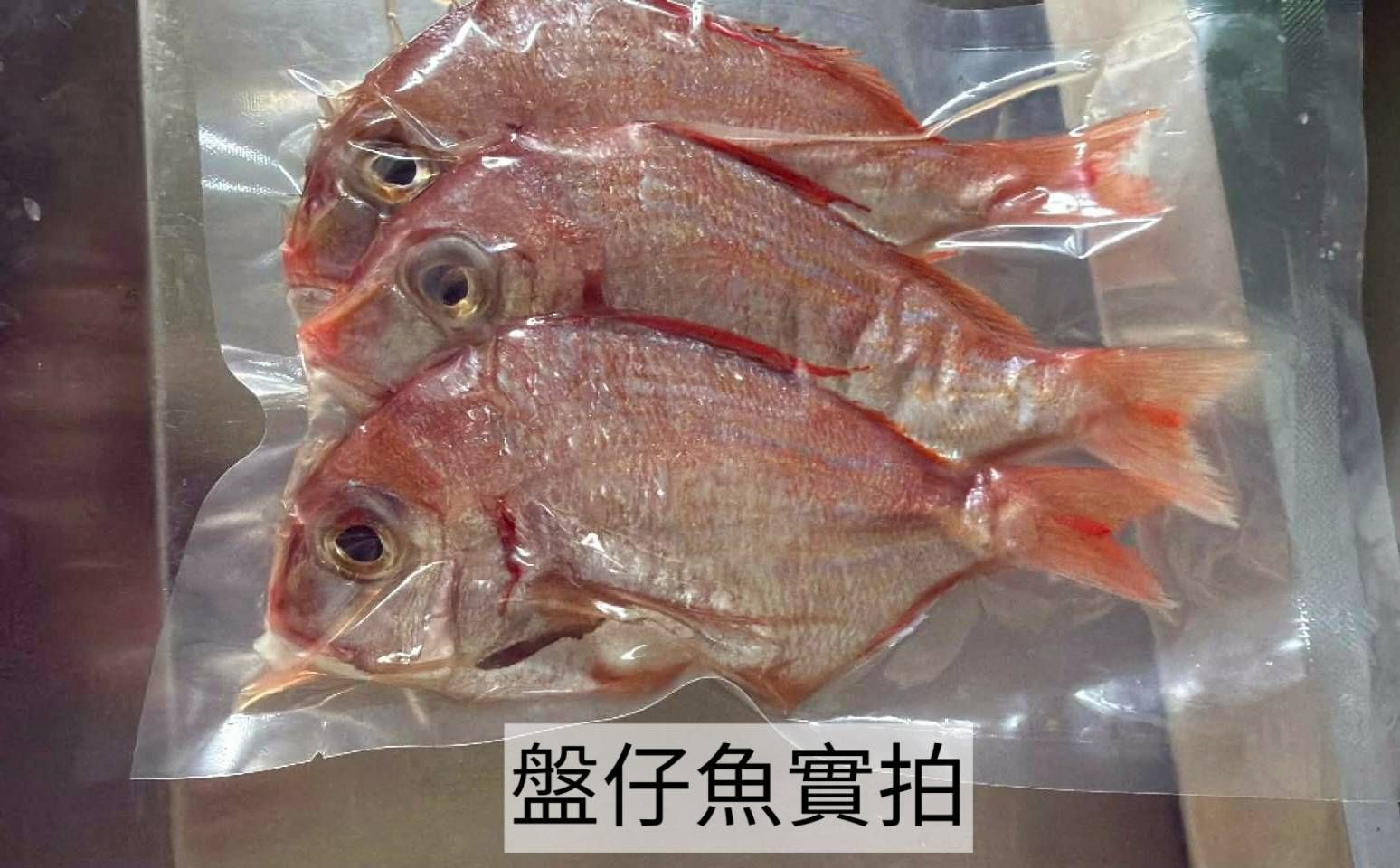 🎣澎湖野生海釣盤仔魚【6/14寄出】