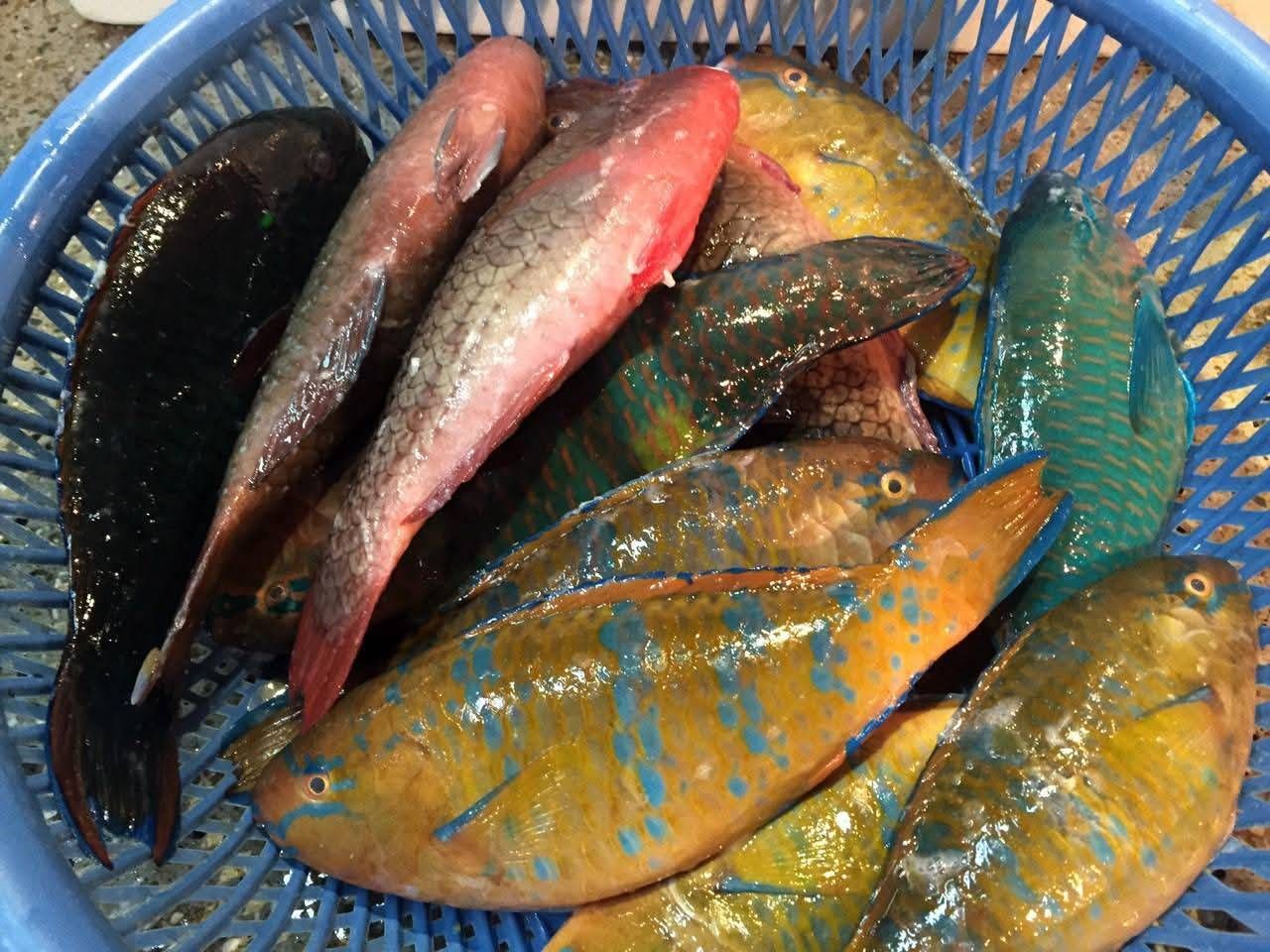 🌊澎湖野生現撈鸚哥魚（青衣）🐟