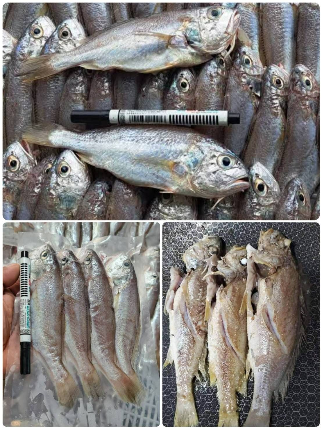 澎湖野生加網魚🐟🐟【7/26寄出】