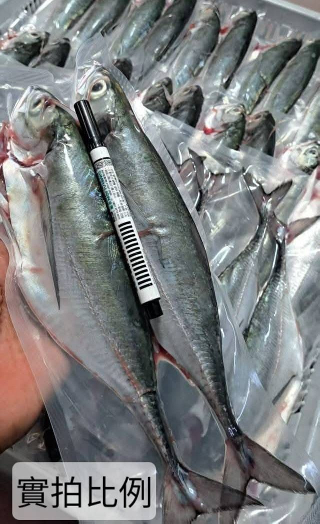🌊澎湖新鮮現撈鐵甲魚🐟【8/9寄出】