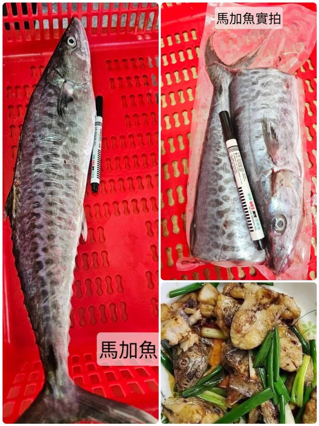 澎湖野生馬加魚【8/30寄出】