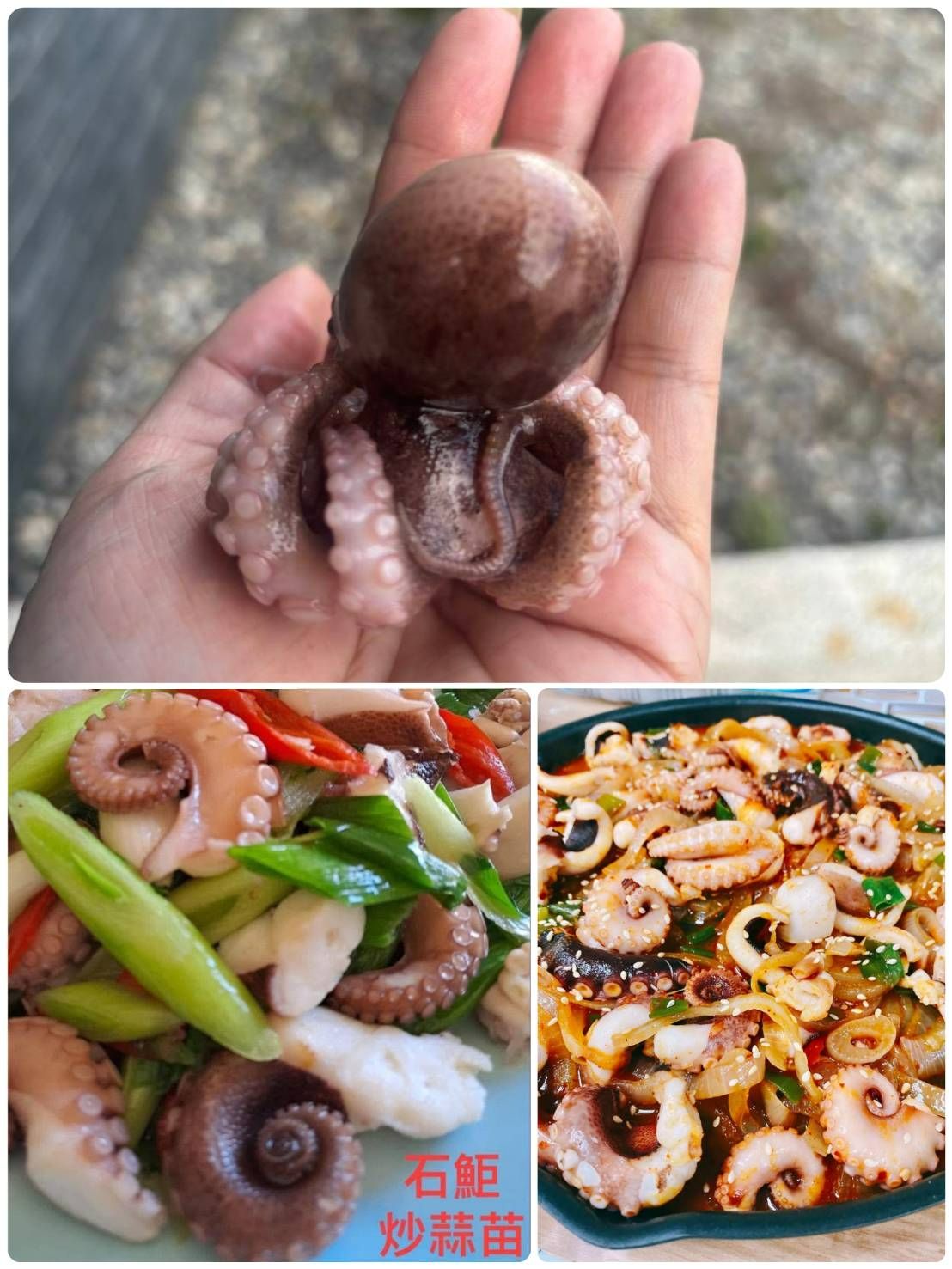 澎湖小石巨章魚🐙（鮮凍）【8/16寄出】