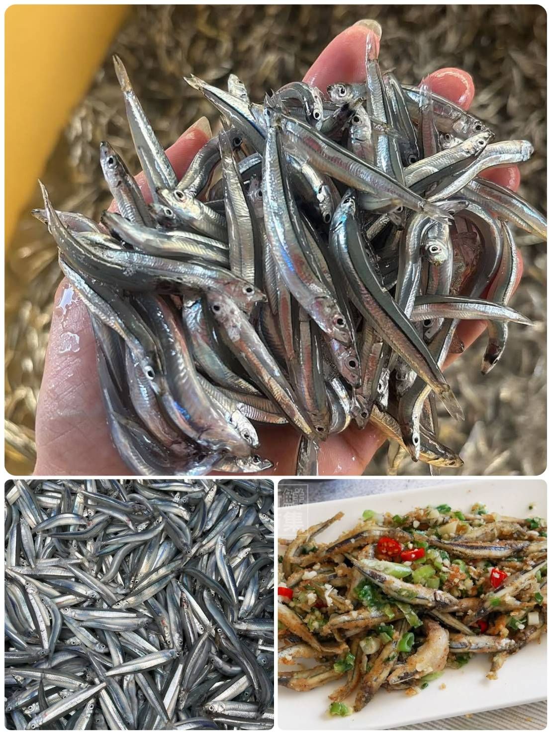 澎湖野生丁香魚（生凍）