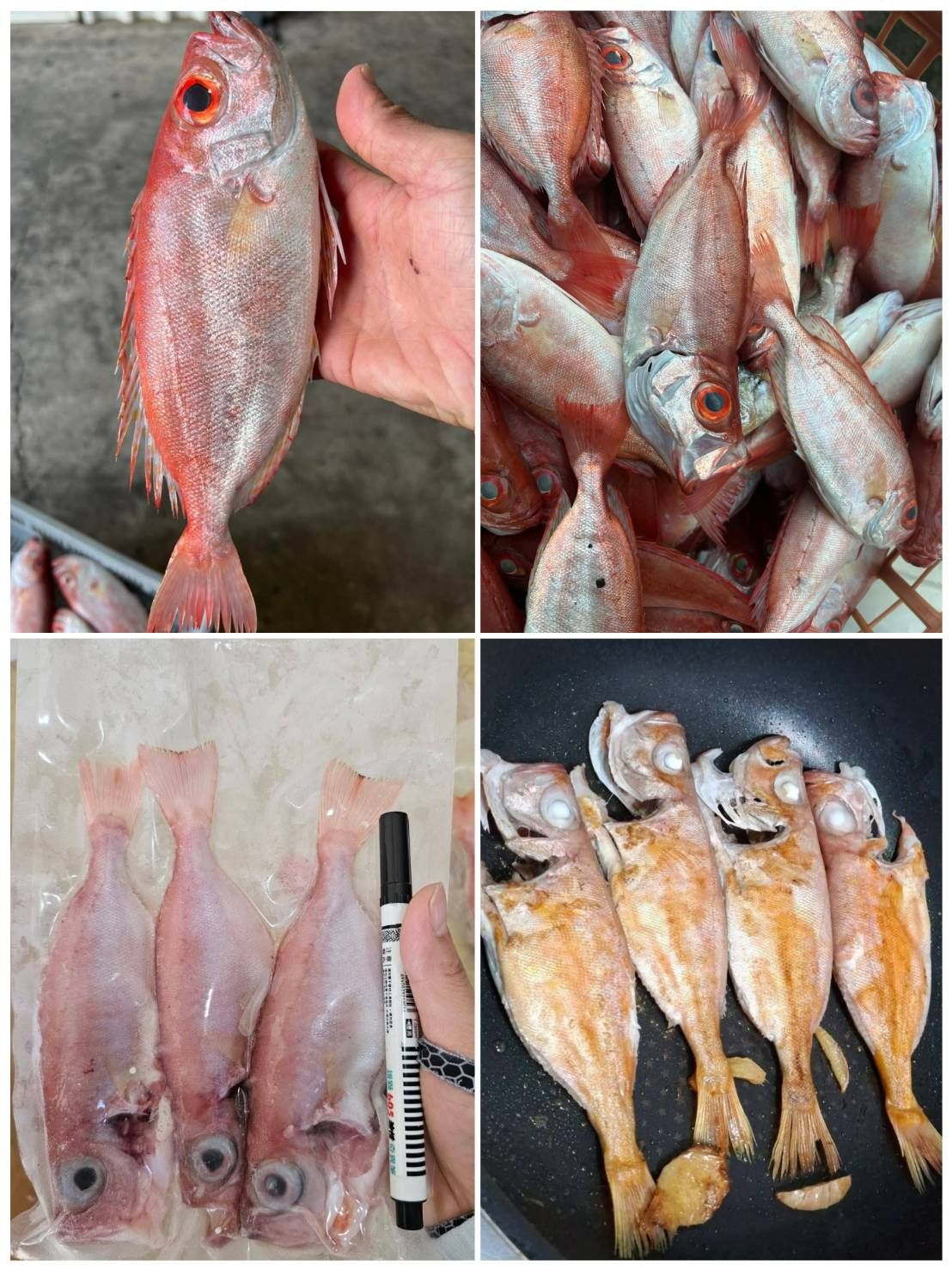 澎湖現撈紅目鰱魚【8/30寄出】