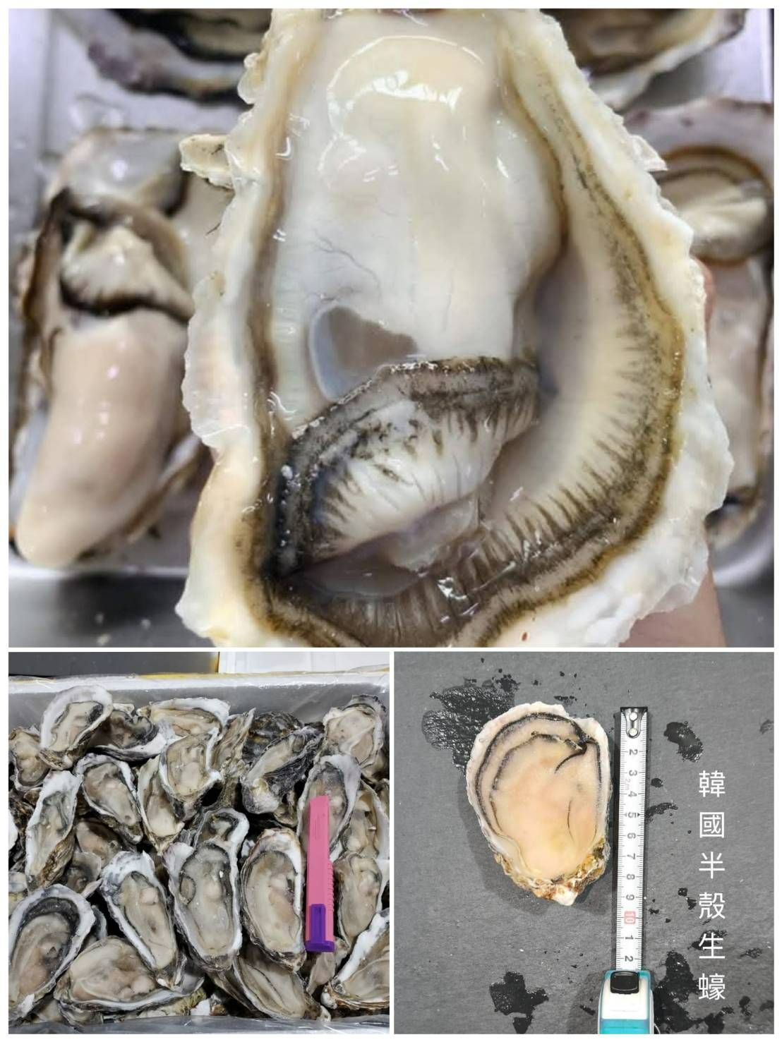 🔥中秋烤肉限定🔥韓國半殼大生蠔🦪🦪【9/20寄出】