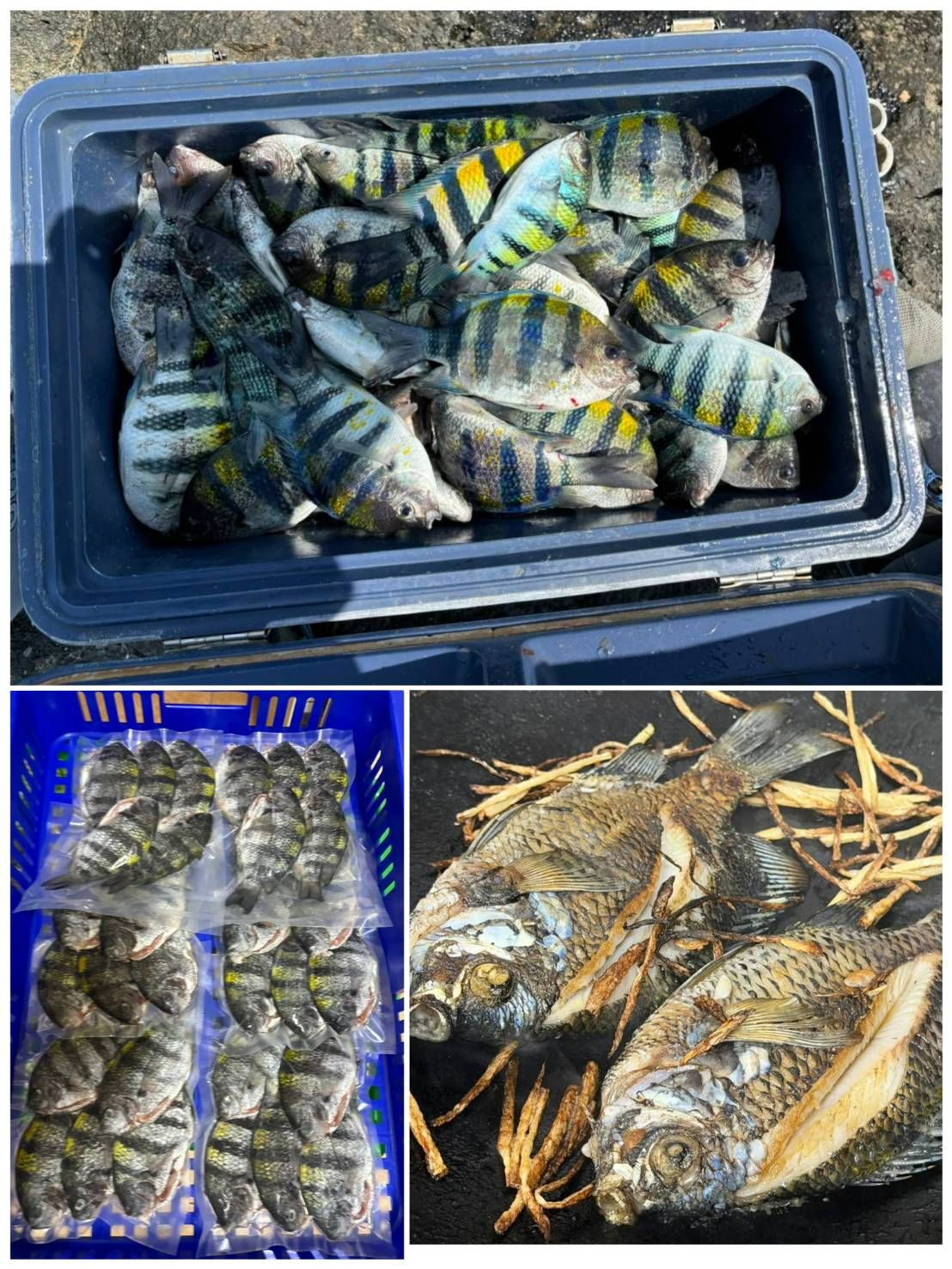 🌊澎湖海釣雀鯛魚【10/18寄出】