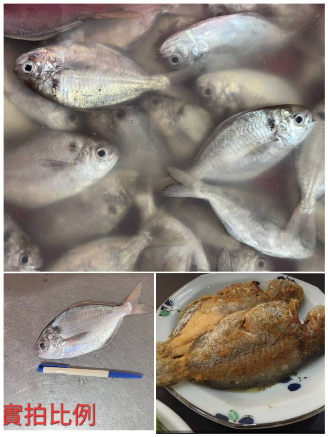 🐟#東石新鮮現流大肉魚（肉鯽魚）【10/25寄】