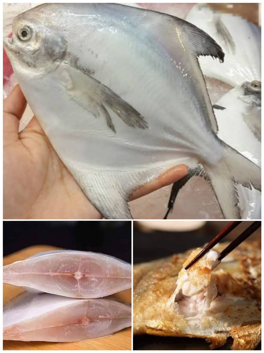 鮮凍白鯧魚【10/25寄出】