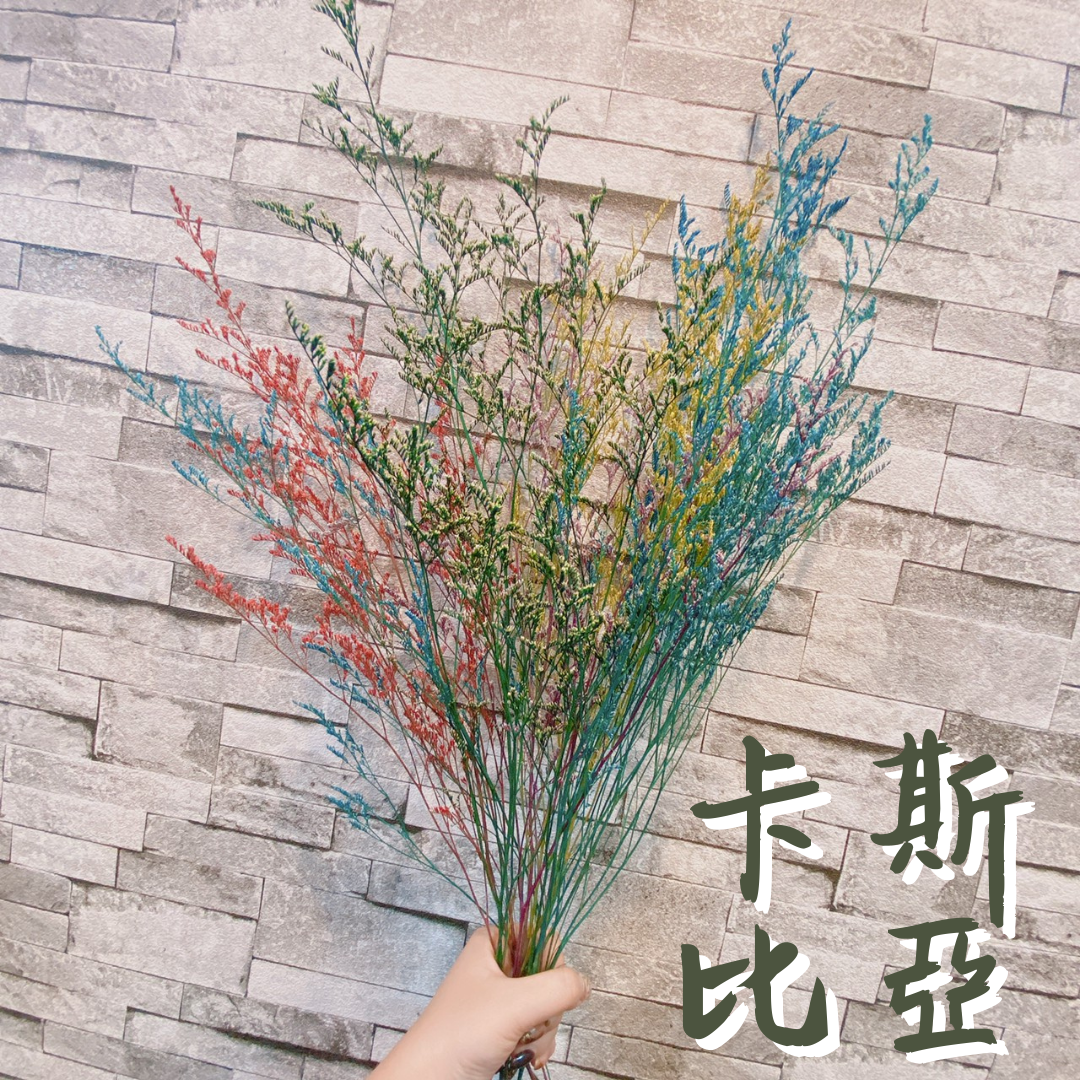 圓圓屋花藝【卡斯比亞／台灣現貨】乾燥花／永生花／花材／花束配花