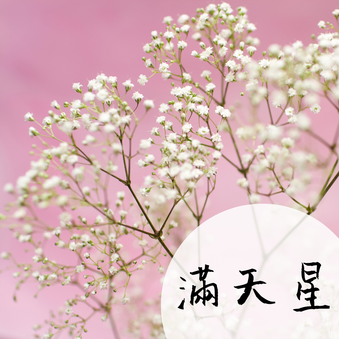 圓圓屋花藝【乾燥滿天星／台灣現貨】乾燥花／永生花／花材／花束配花