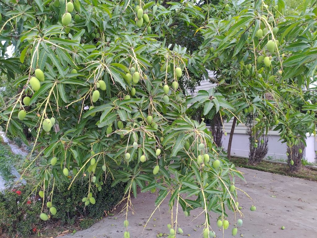 芒果青