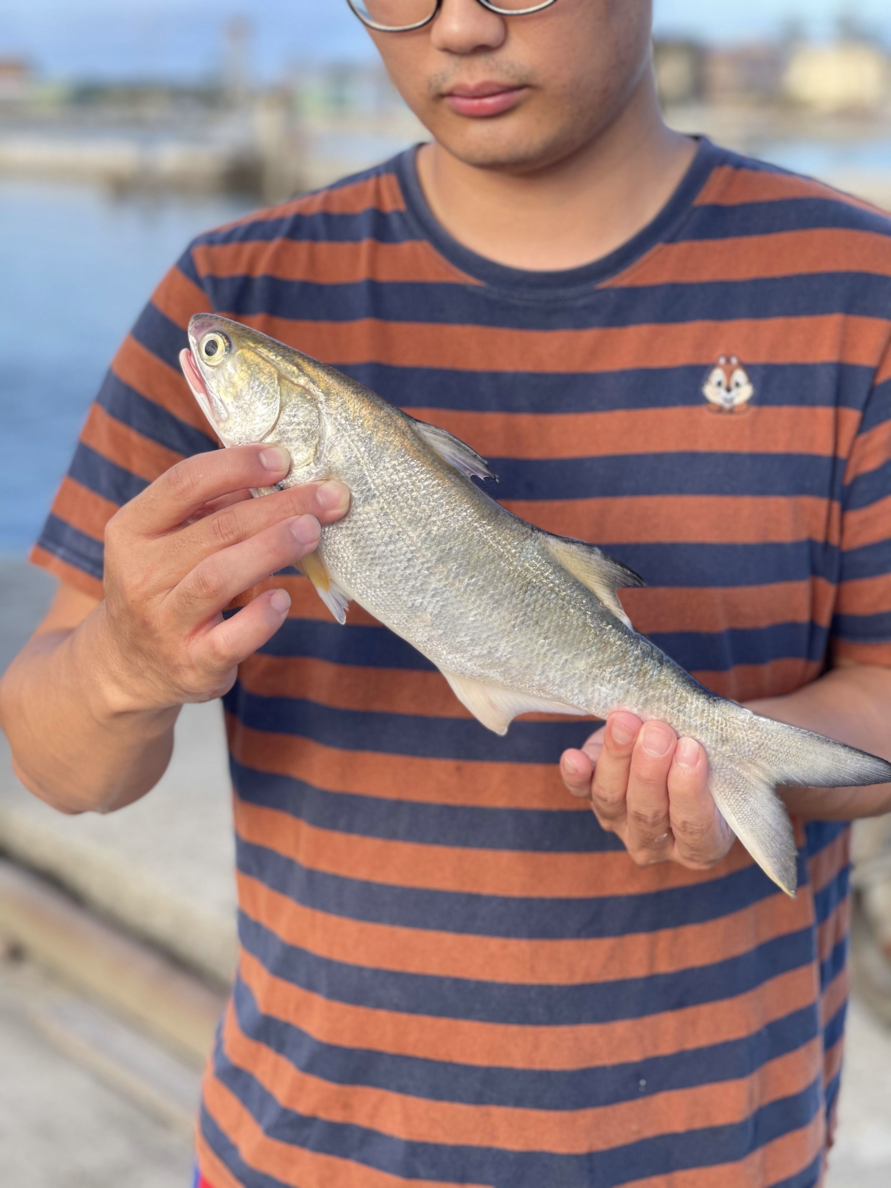 午仔魚/三去處理