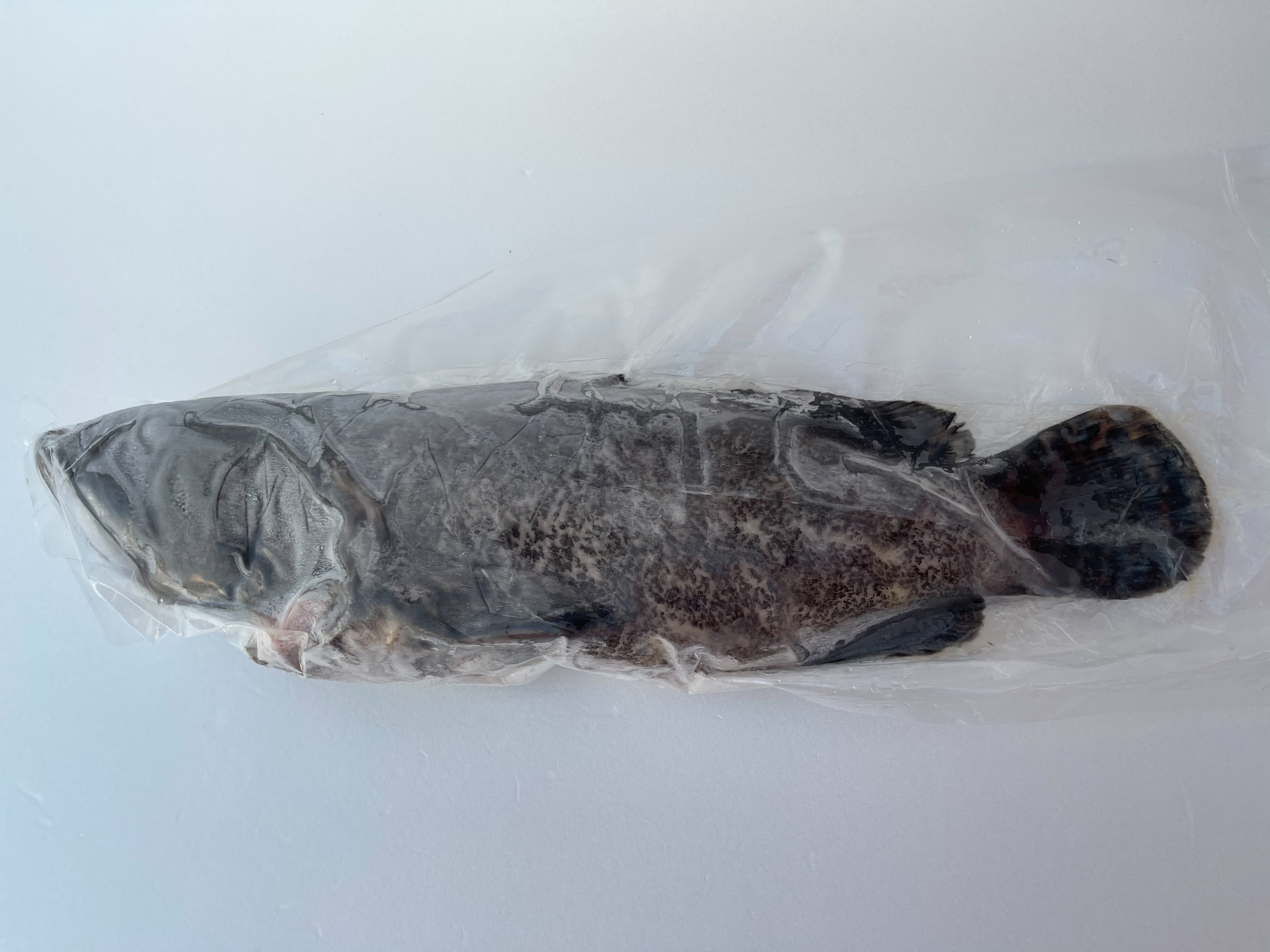 珍珠龍膽石斑魚