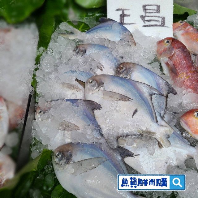 🐟白鯧魚 （年年有魚 中SIZE）