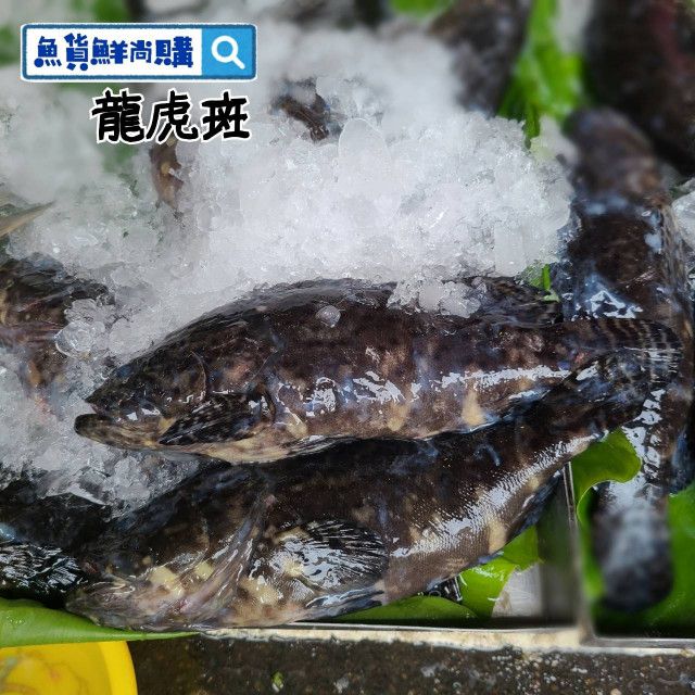 🐟龍虎石斑魚（三清後的重量）