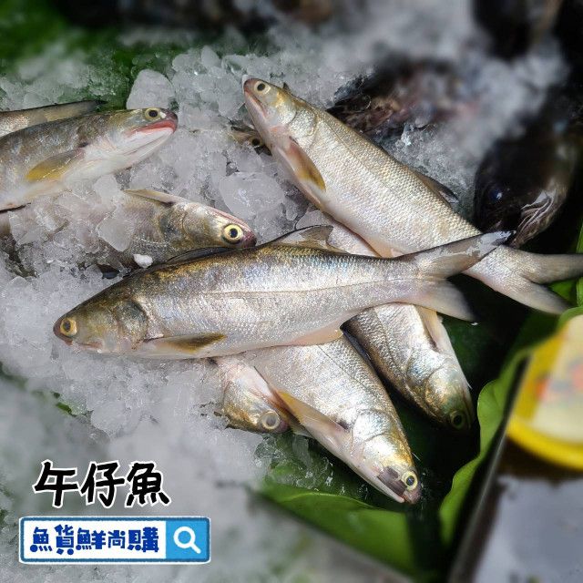 🐟午仔魚 （三清後重量）