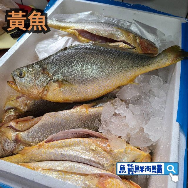 🐟黃魚（三清後的重量）