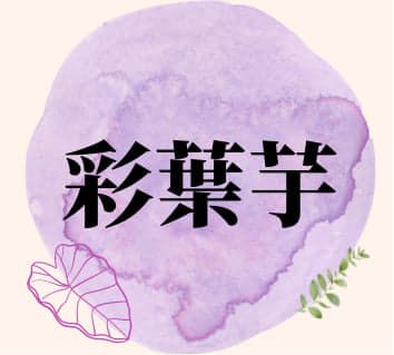 彩葉芋配土