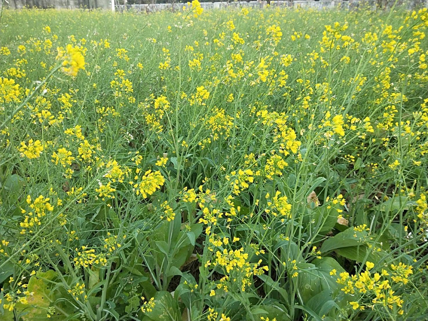 萌萌限定