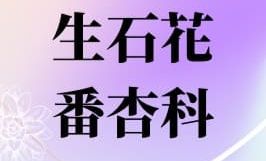 生石花（石頭玉）/番杏科專用配土