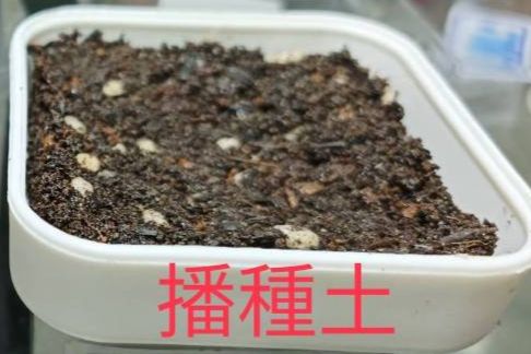 播種土