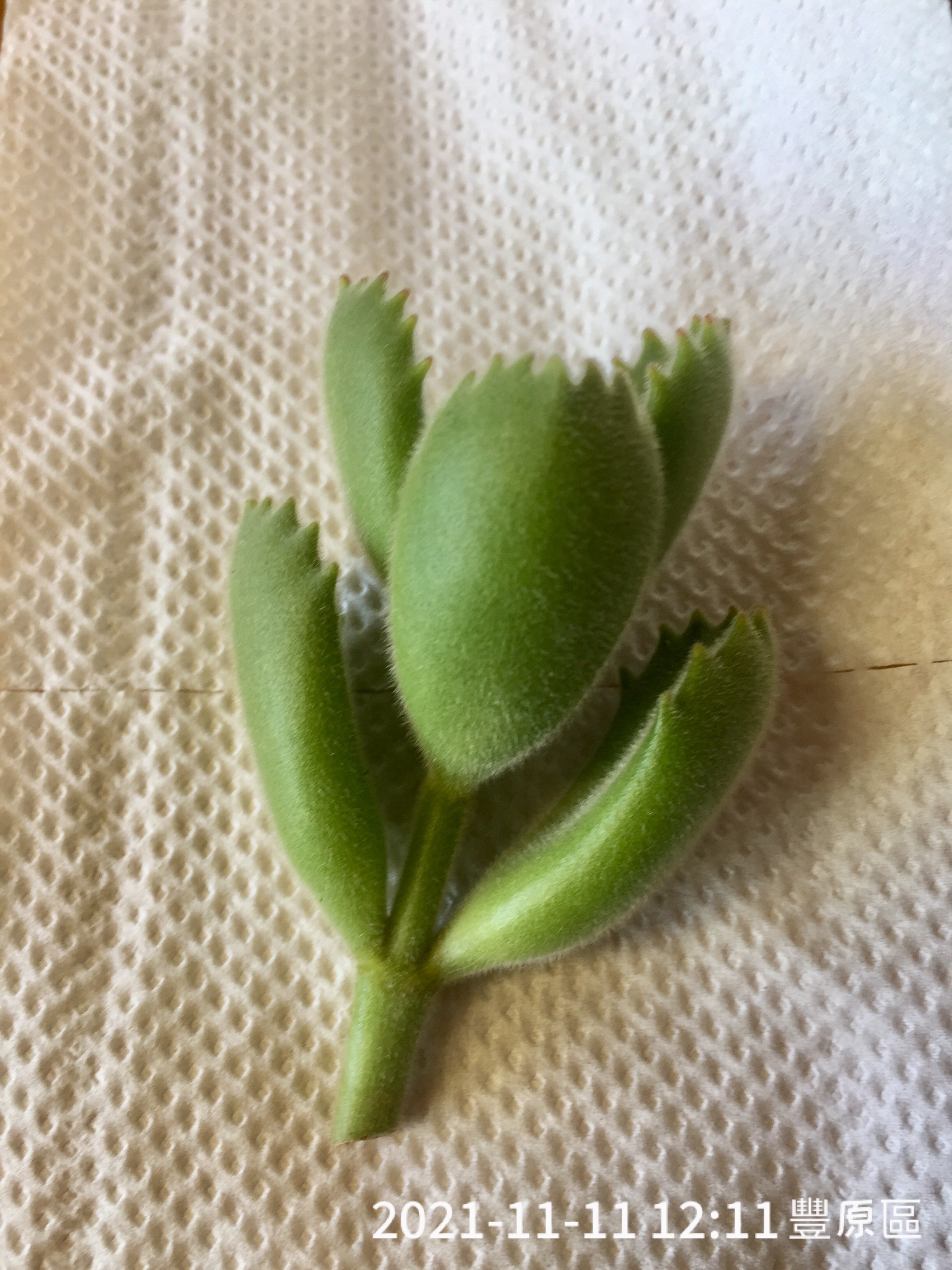 萌萌綠熊/無根/特價5株為1組