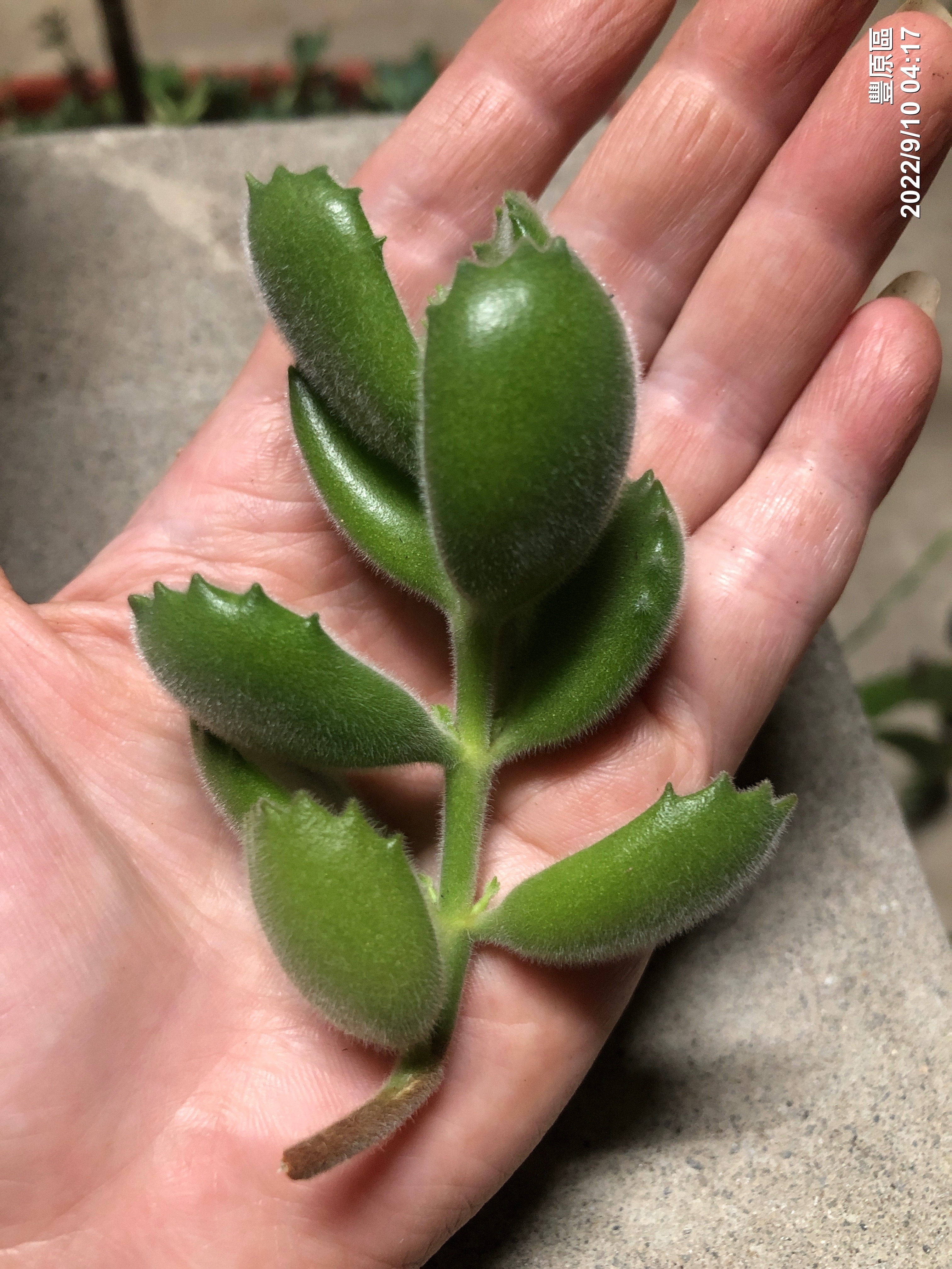 萌萌小熊/無根/較大株/帶老莖/3株為1組