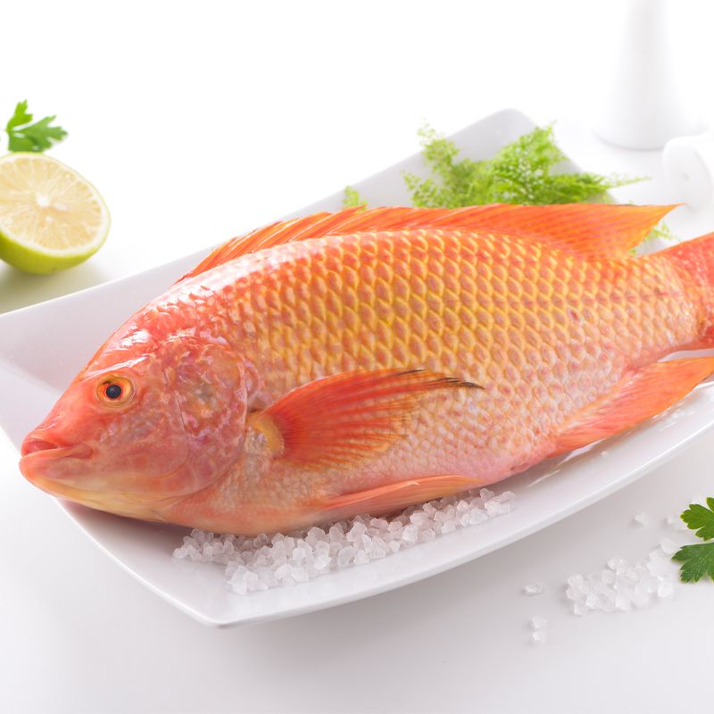 【Hi-Q fresh】海紅鯛 ★褐藻醣膠健康魚