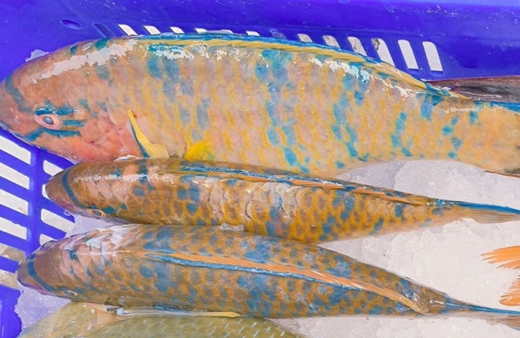 澎湖野生青衣魚 