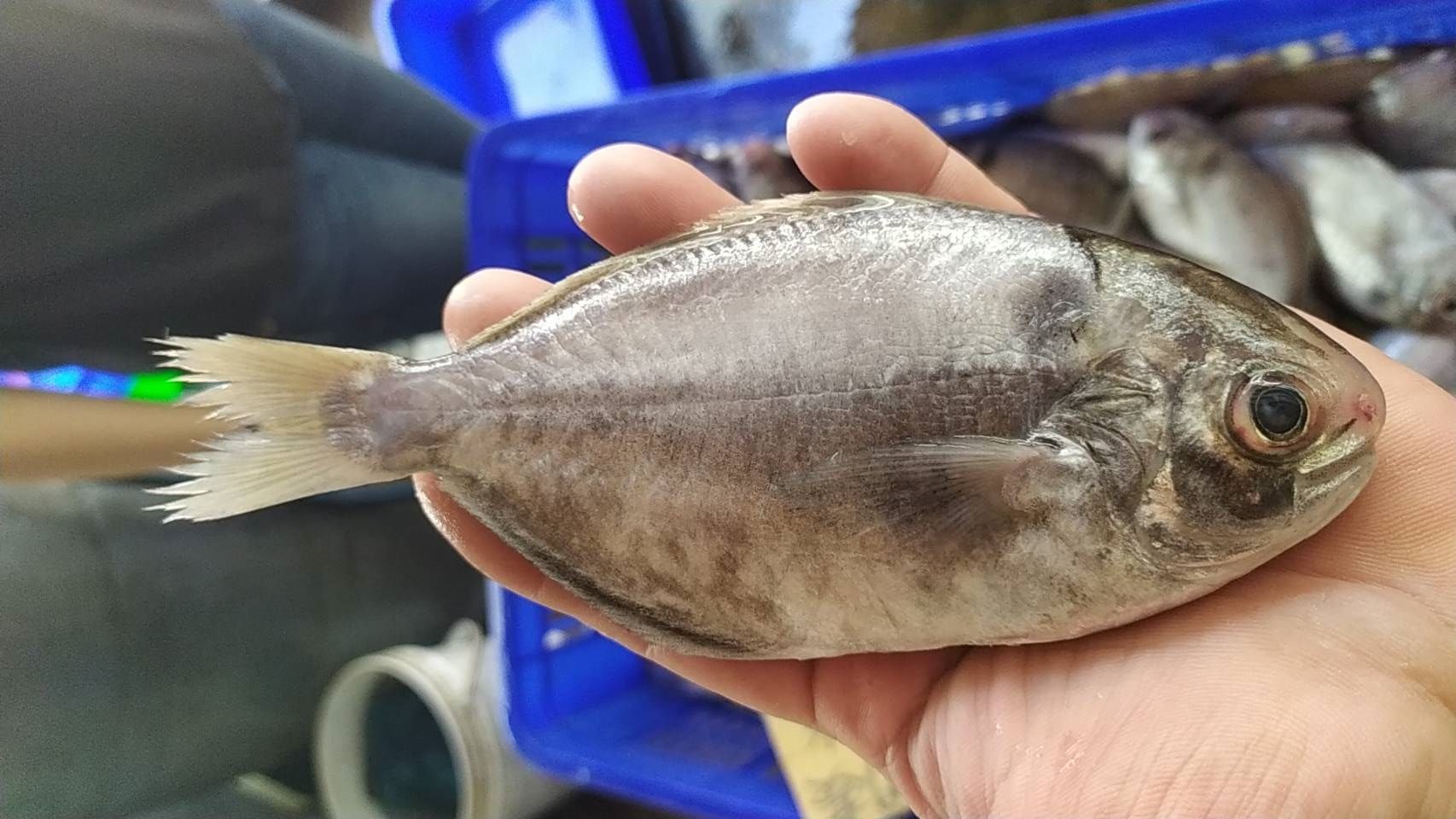 澎湖野生肉魚