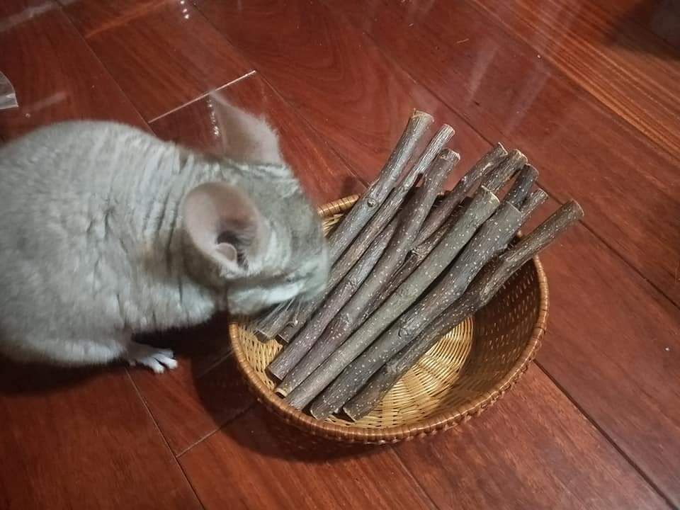 蘋果啃木